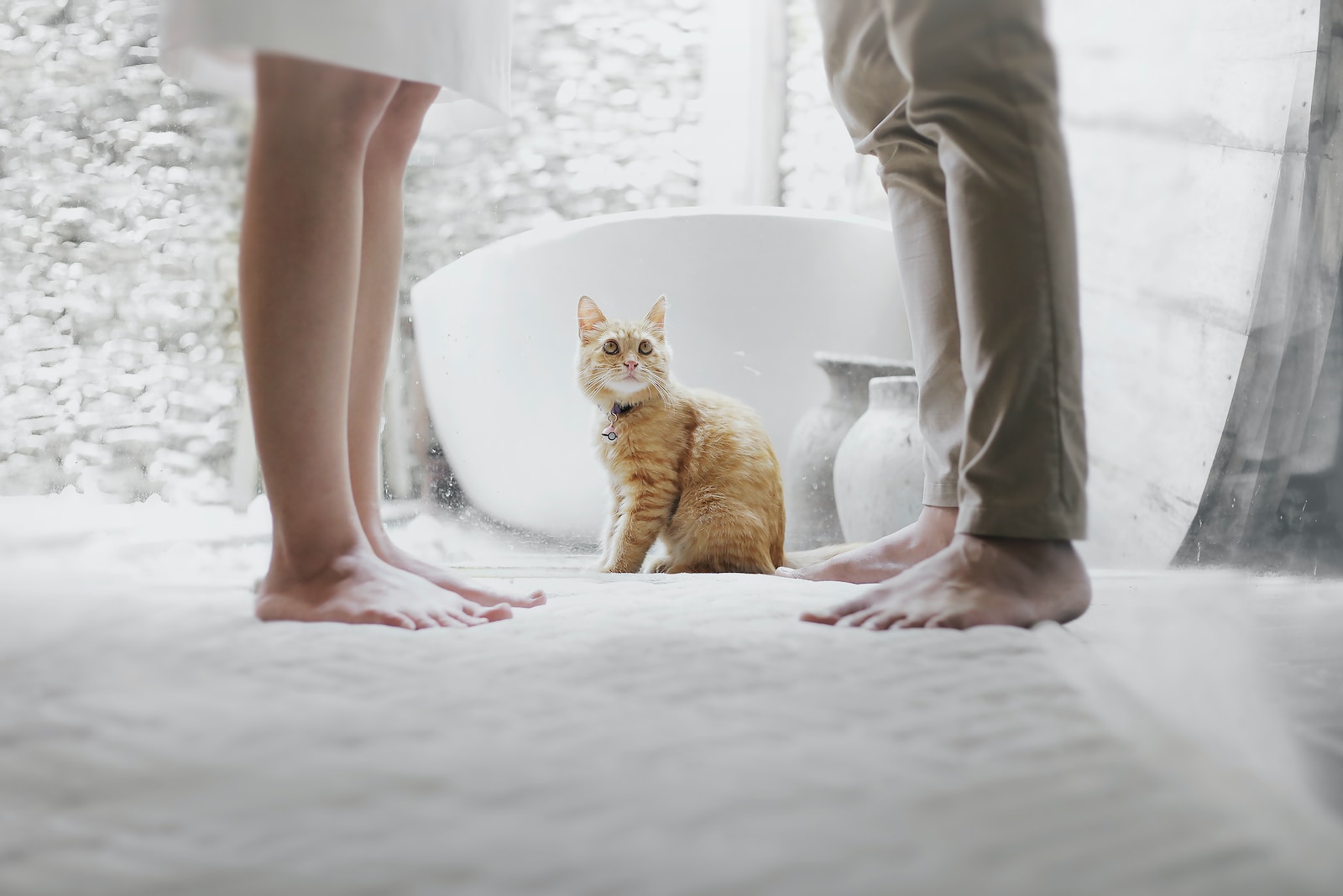 Divorce Law 2 orange tabby cat sitting between standing man and woman inside room